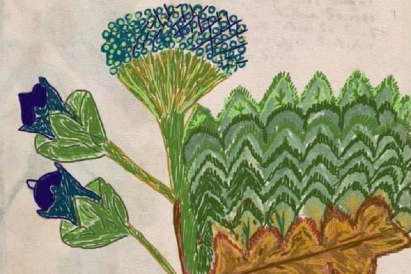 hand-drawn picture of a herb from the Middle Ages