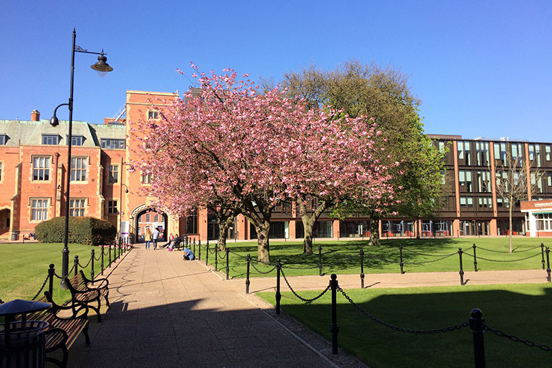 Cherry blossom tree in the quad