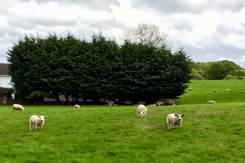 Sheep in a field