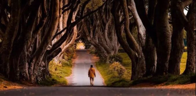 Dark Hedges