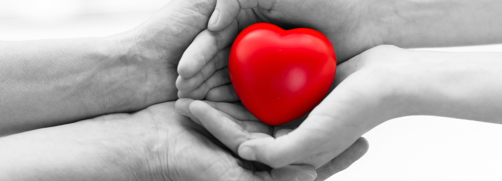 Black and white image show two hands holding a red heart