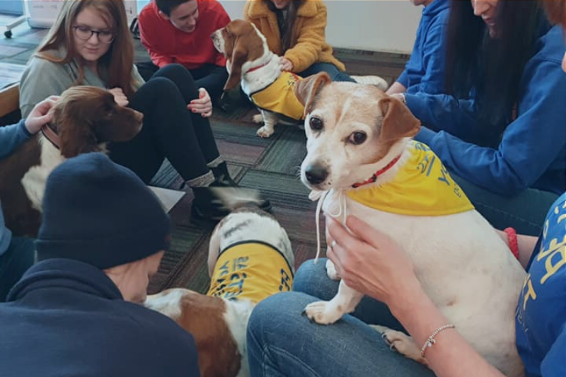 Students petting dogs