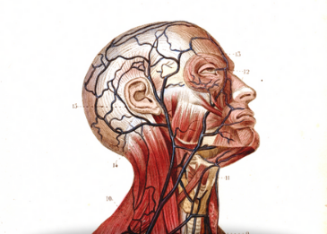 Anatomical profile of head representing Samuel Simms Exhibition. 