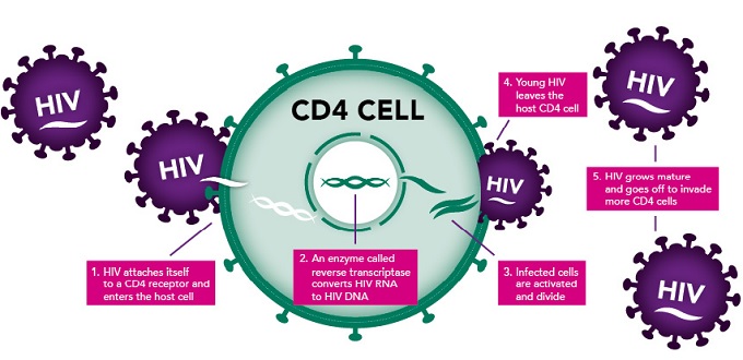 HIV Life Cycle