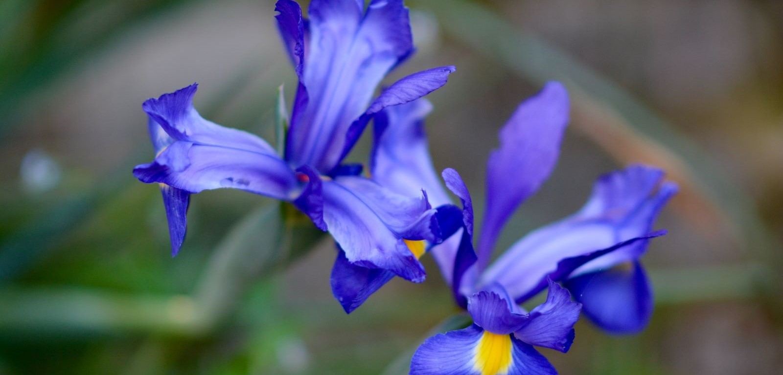 A blue flower representing the Iris symbol