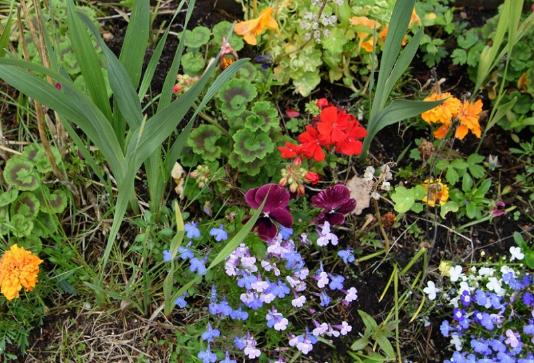 A field of purple, red and yellow flowers with greenery