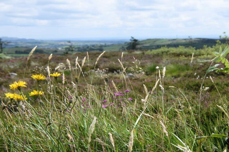 Picture of wild field with flowers