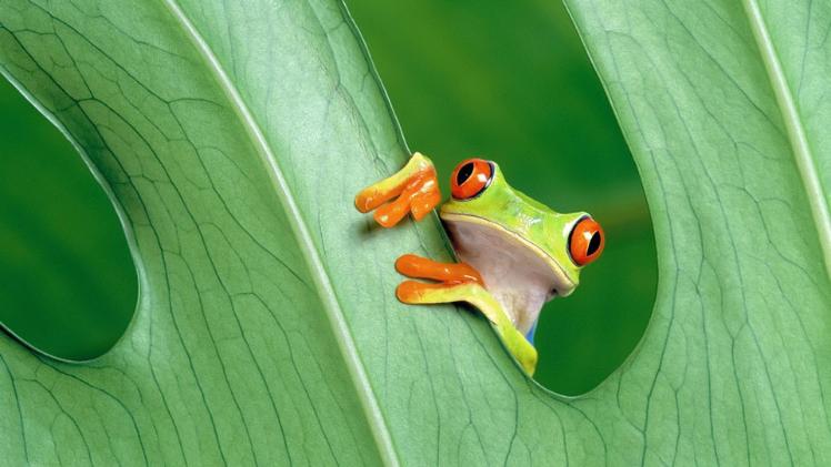 frog on a leaf