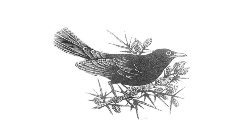 Drawing of bird on branch