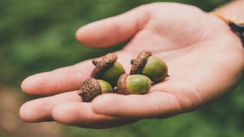 Person holding a bunch of acorns in their hand