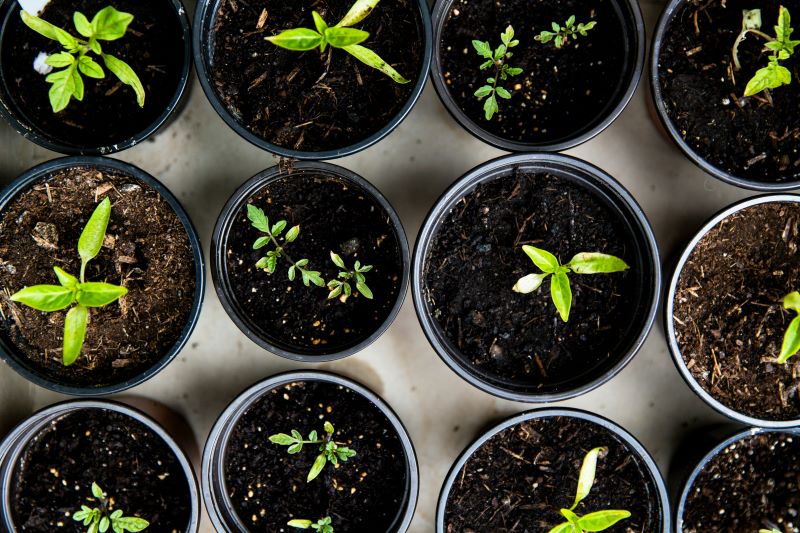 Image of plant pots with green sprouts growing out of them