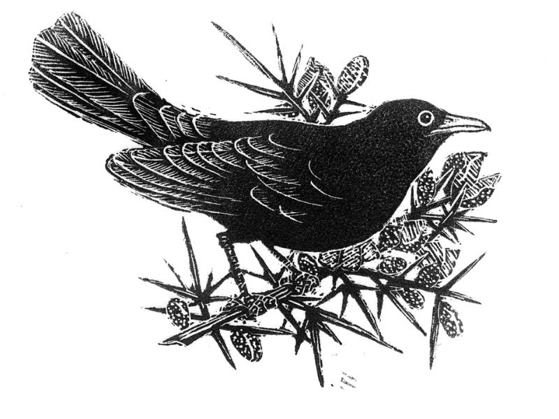 The Blackbird of Belfast Lough, wood engraving by Jeffrey Morgan