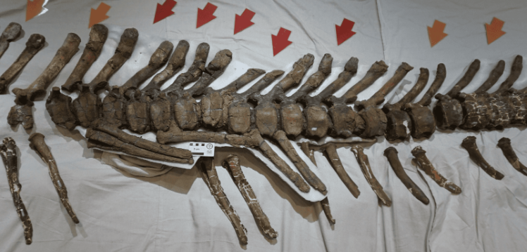 An image of dinosaur bones