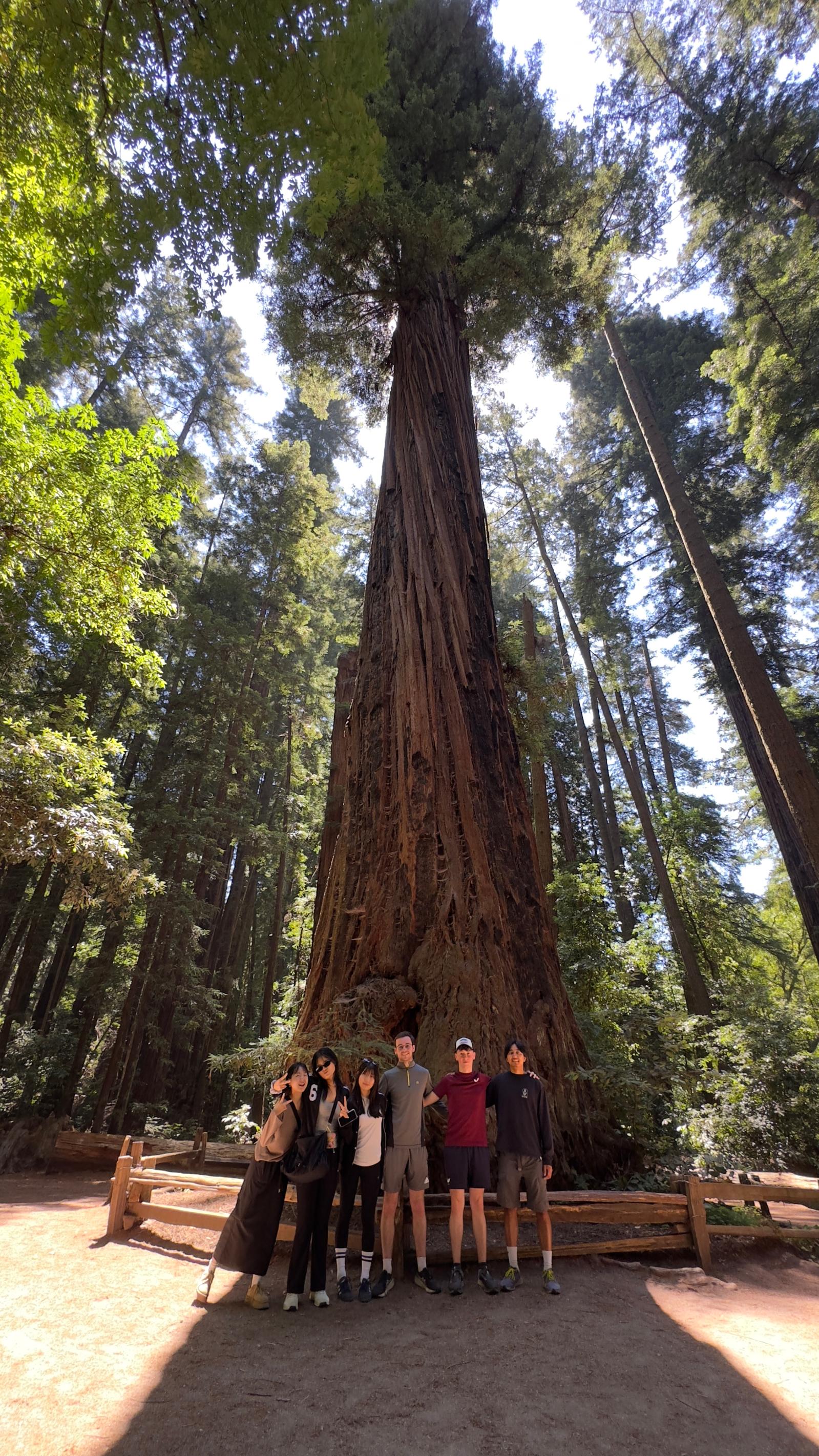 Students under Redwood Tree