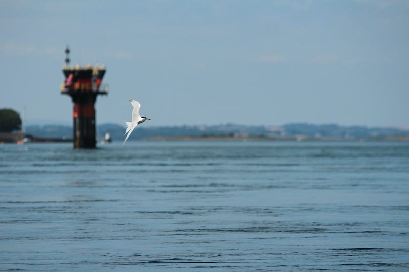 Seabirds foraging, Strangford Lough