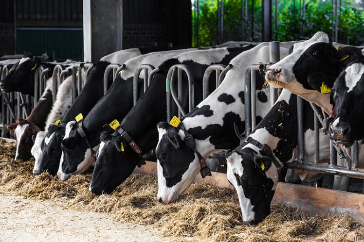 Dairy Cows on a farm