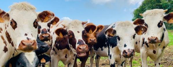 Cows in a field