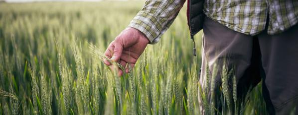 Man brushes hands along crops