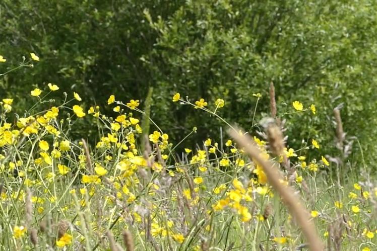 Community wildflower garden