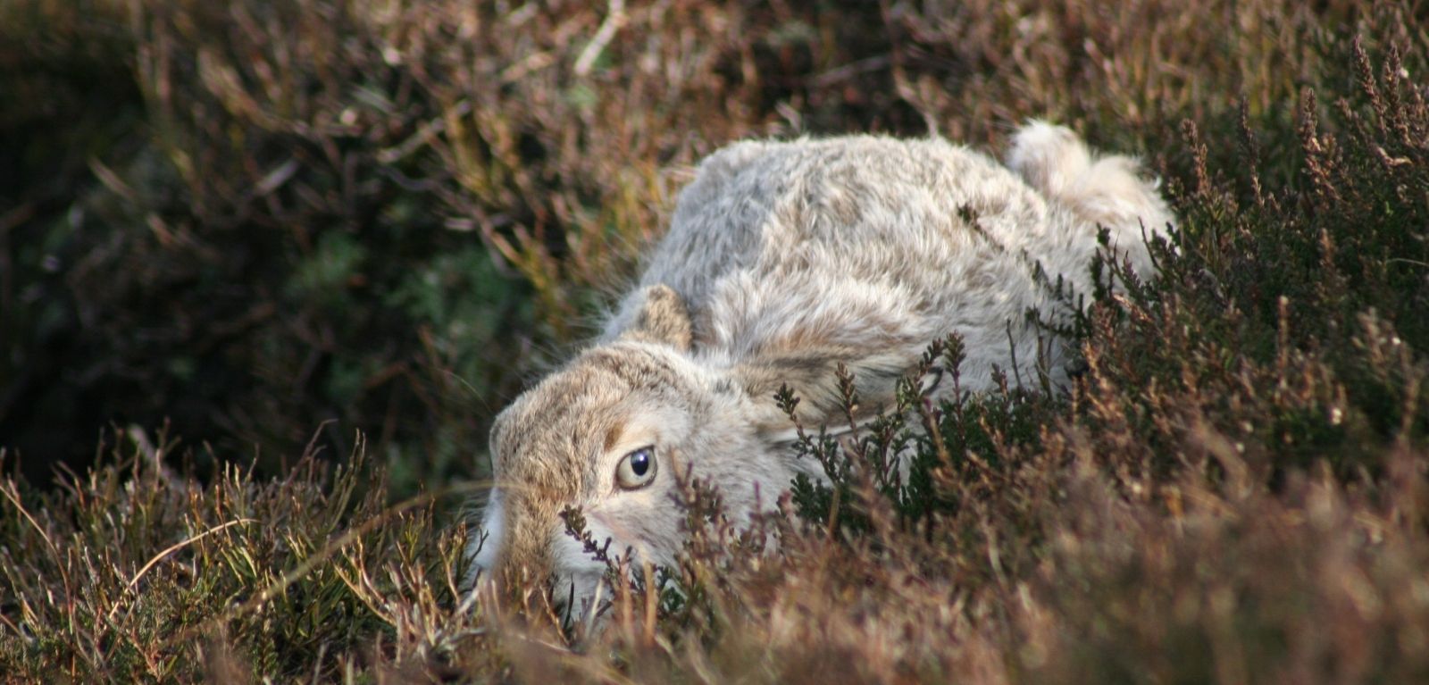 2022 | Only 3,500 mountain hares left in England – though peatland  restoration offers h | News | Queen's University Belfast