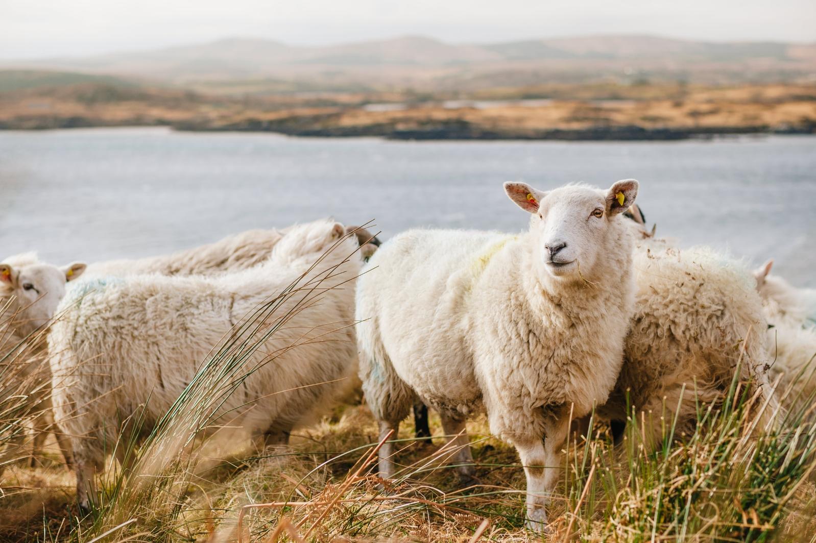 Sheep in Connemara National Park