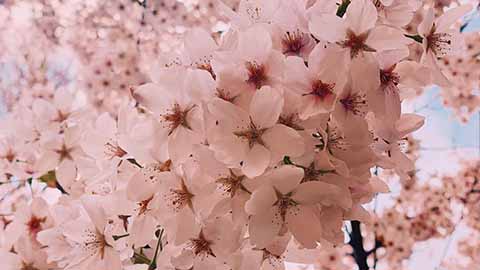 Cherry Blossoms in Willow Walk