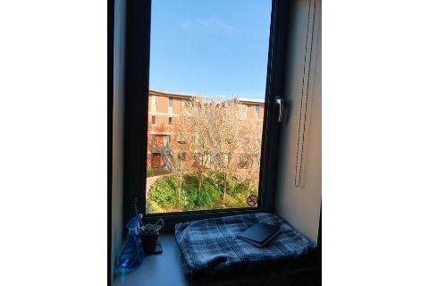 Tessa's view from her window in Willow Walk