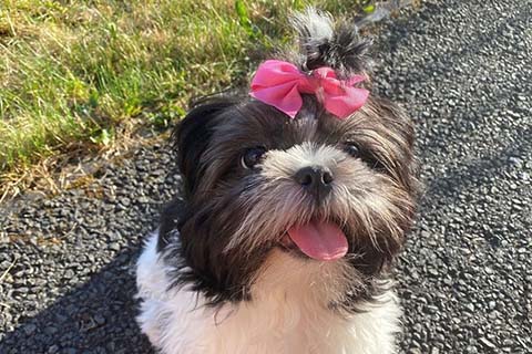 Daisy the Shih Tzu