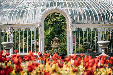 The Palm House