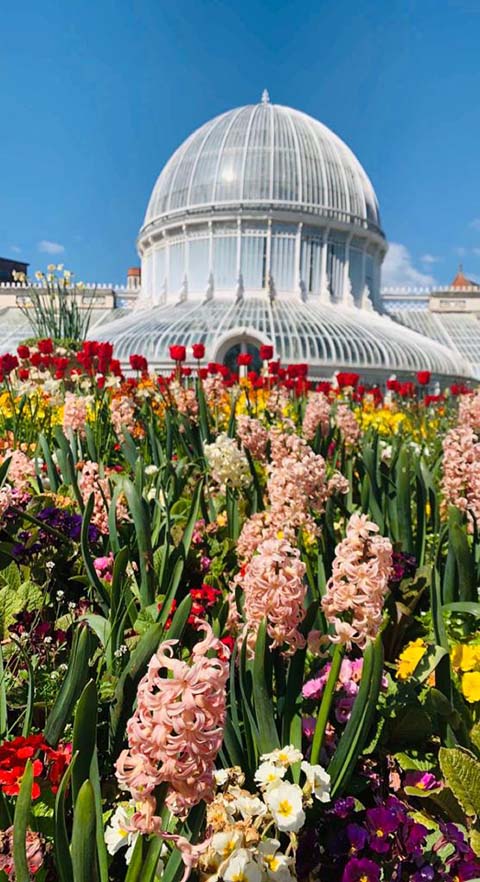 Botanic Gardens flowers and palm house