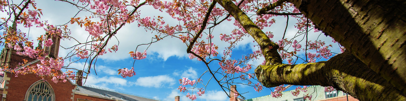 Cherry tree blossom in the Quad