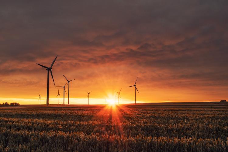 Crop with windmills and sunset