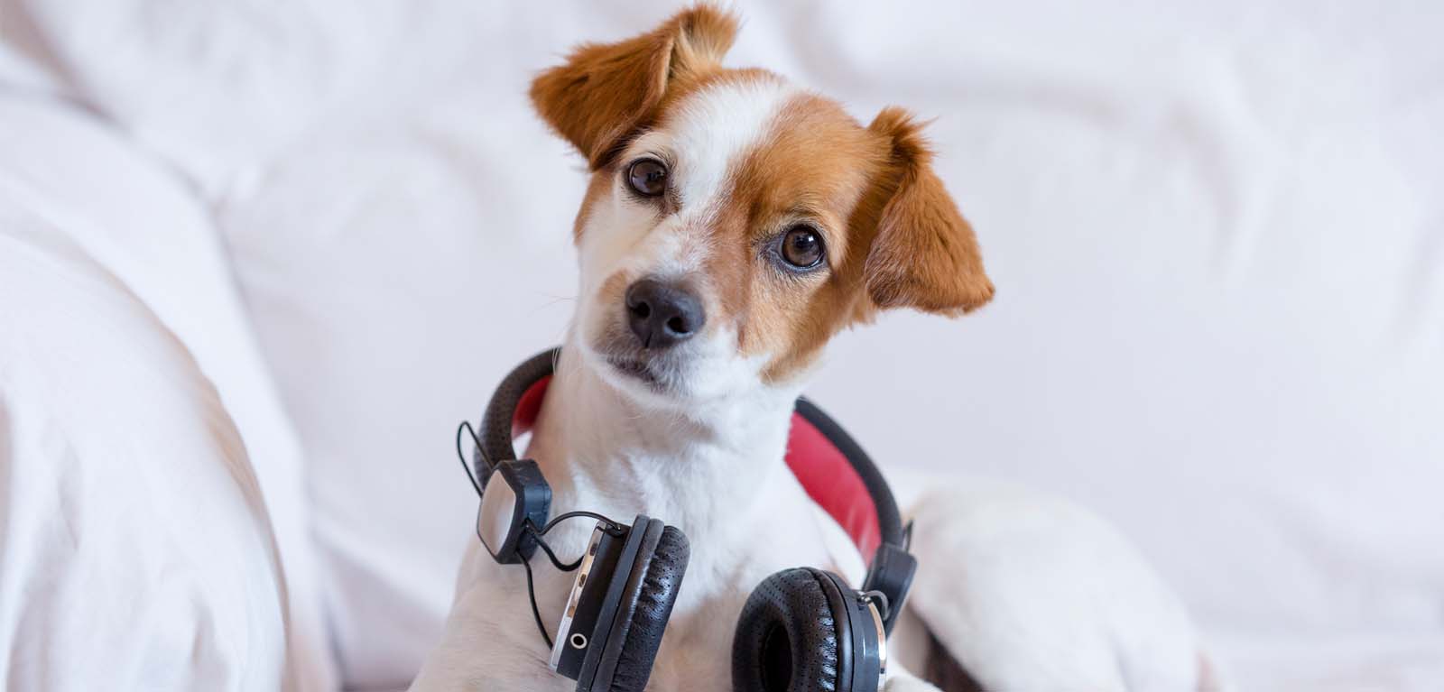 Does Dog Anxiety Music Work for Calming Dogs? – Bobby Bed