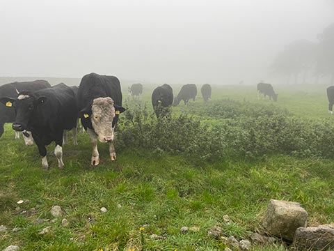 Cows up the Mournes