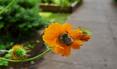 bee on an orange flower
