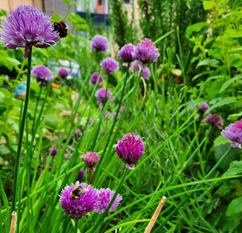 bees on clover