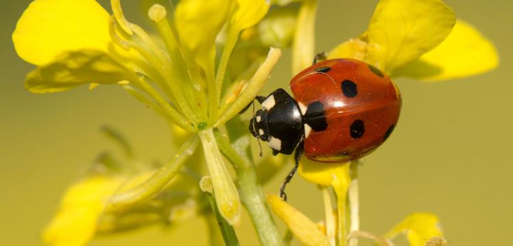 ladybird