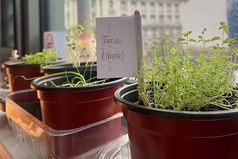 Herbs in window pots