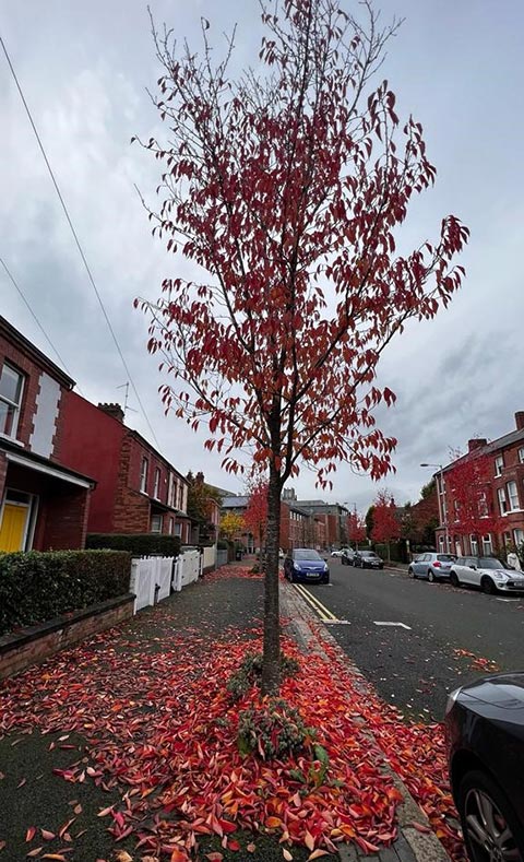 Tree shedding red leaves