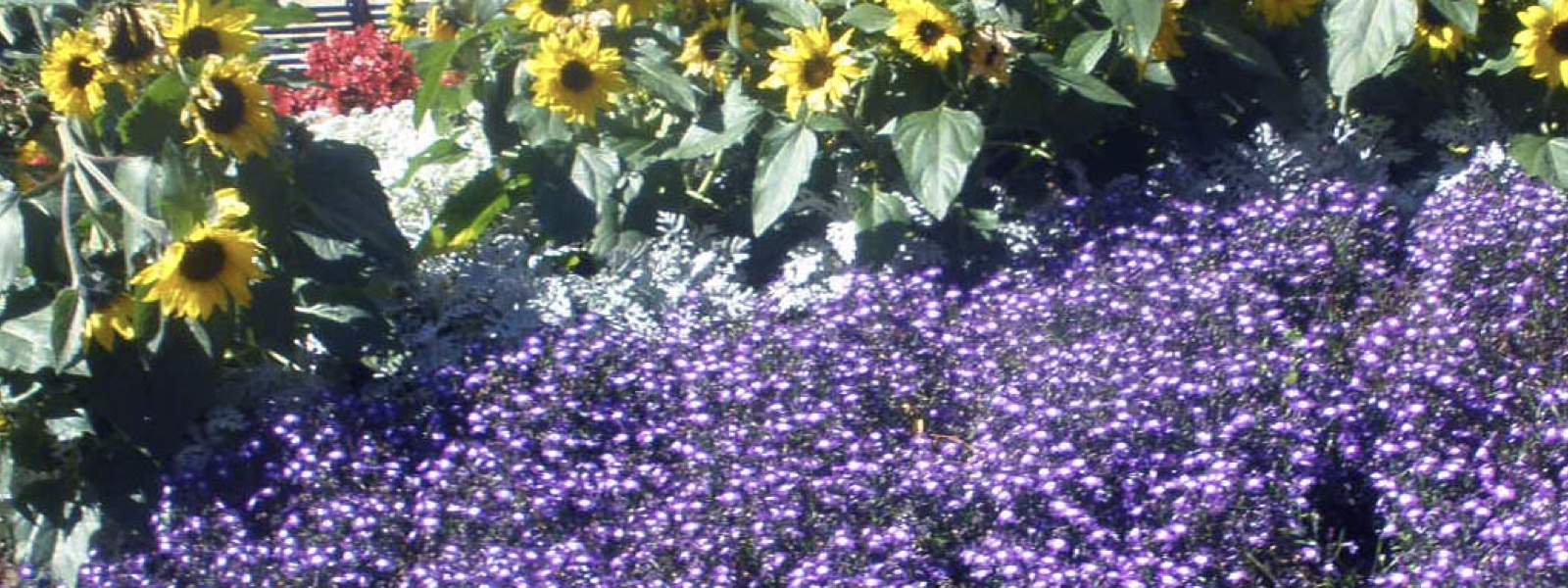 Yellow and blue flowers, Botanic Gardens