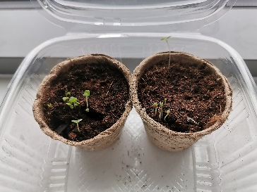 herb growing kit