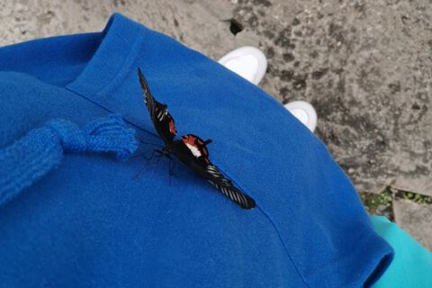 Butterfly on a jumper