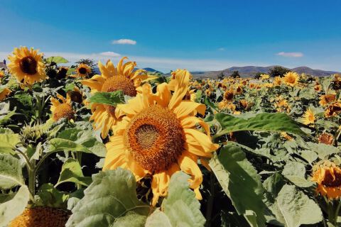 Carginagh sunflower fields