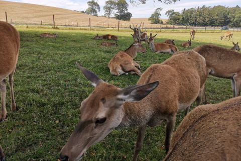 Animals at Mountpanther farm park