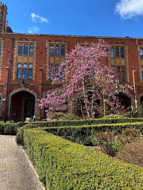 Magnolia in the quad