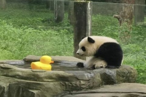 Rubber duck in front of panda