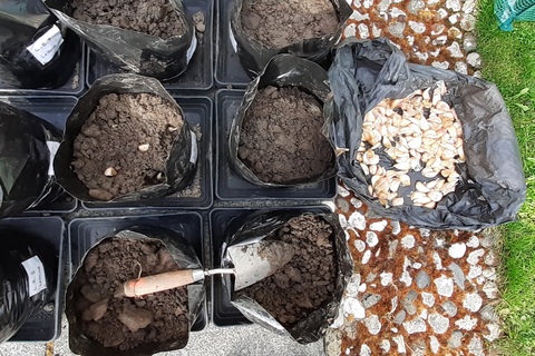 Student planting garlic for research polytunnel