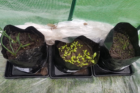 Vegetable shoots in early April from student polytunnel research