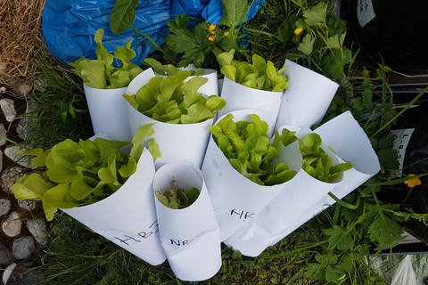 Harvesting lettuce for student polytunnel research