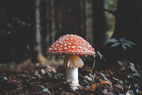 Mushroom in forest